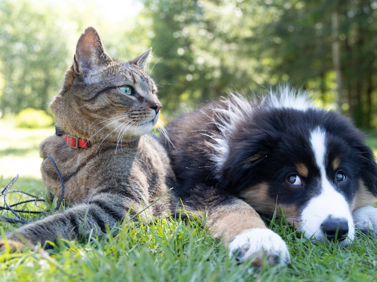 Votre animal de compagnie a des aoutats ?